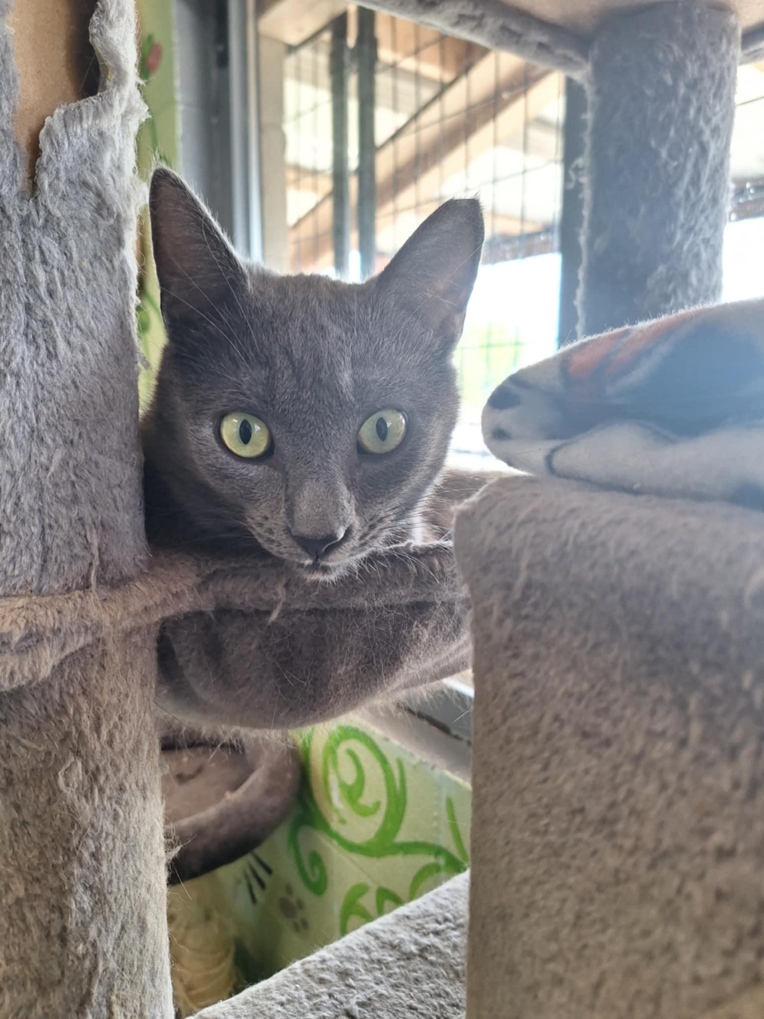 KQ47, Adoptable, Adult Male Domestic Short Hair.