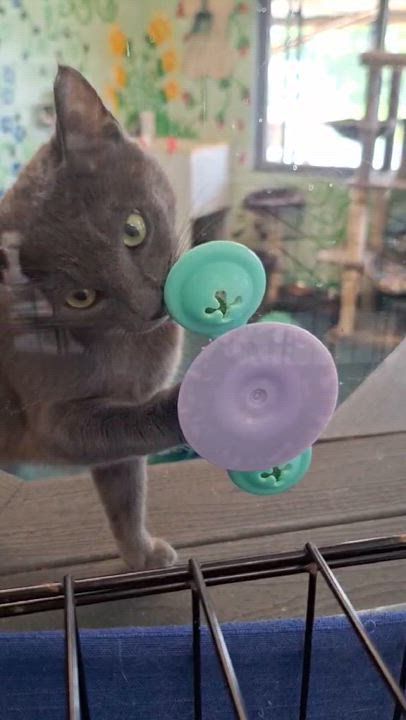 Enlarge KQ47, a Adoptable Domestic Short Hair in Dublin, VA video 2/3