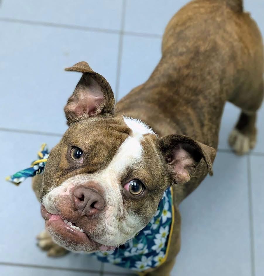 Guppy, adopted, Adult Female American Bully.