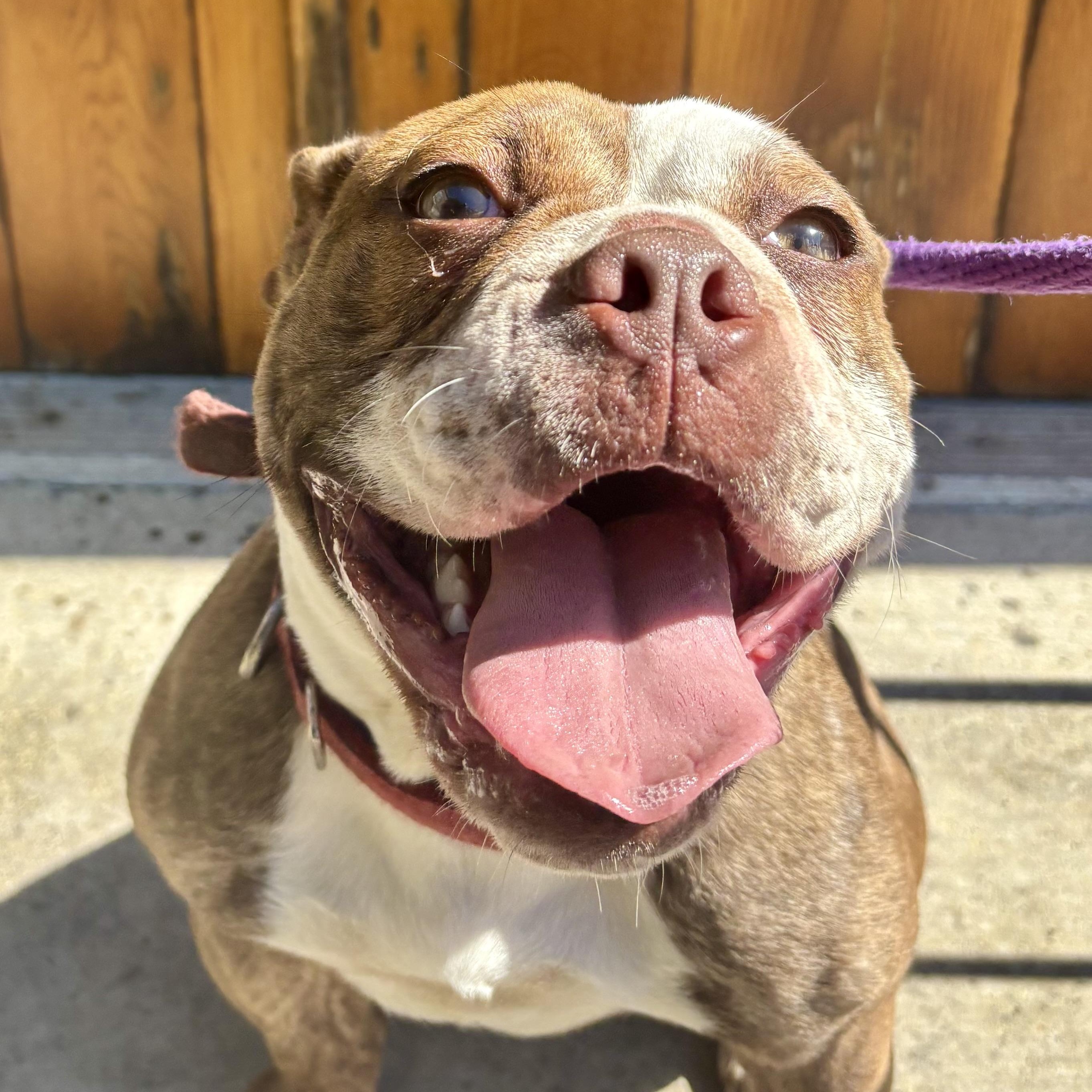 Enlarge Guppy, an adopted mixed breed in Buffalo, NY image 5/5