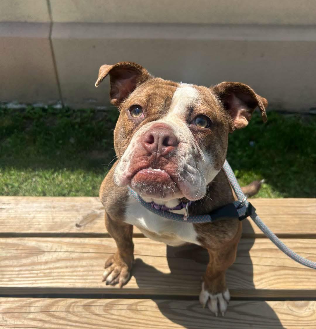 Enlarge Guppy, an adopted mixed breed in Buffalo, NY image 2/5
