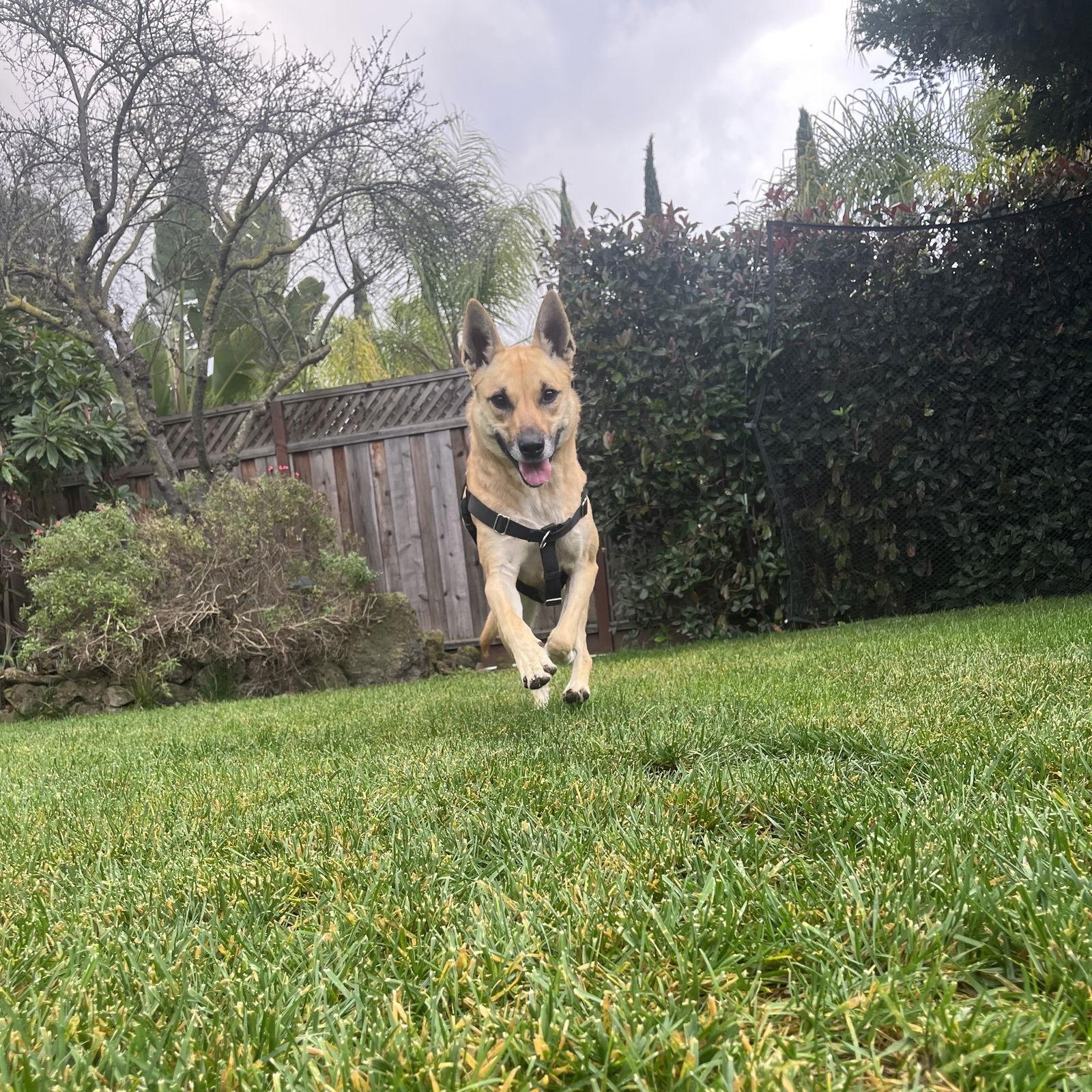 Enlarge Chanel, a Adoptable mixed breed in San Jose, CA image 3/4