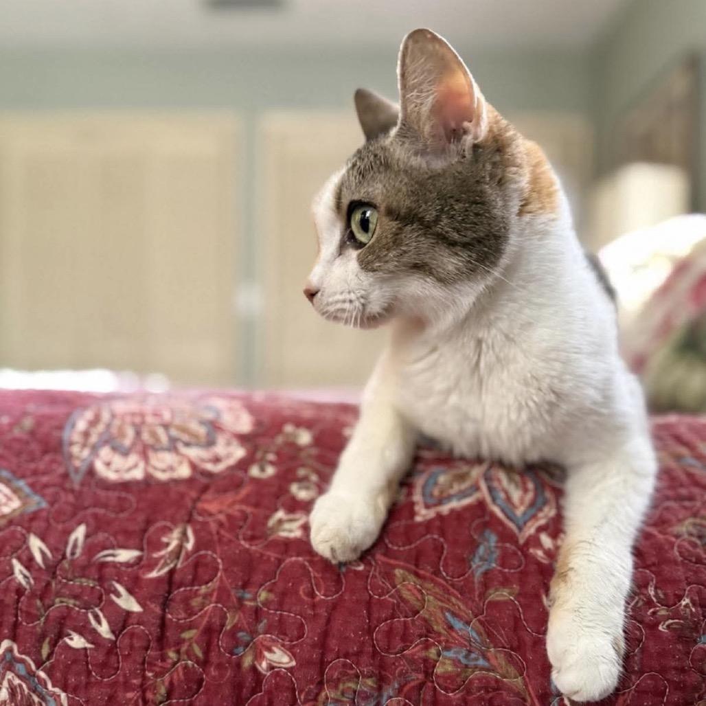 Mayfield, Adoptable, Senior Female Domestic Short Hair.