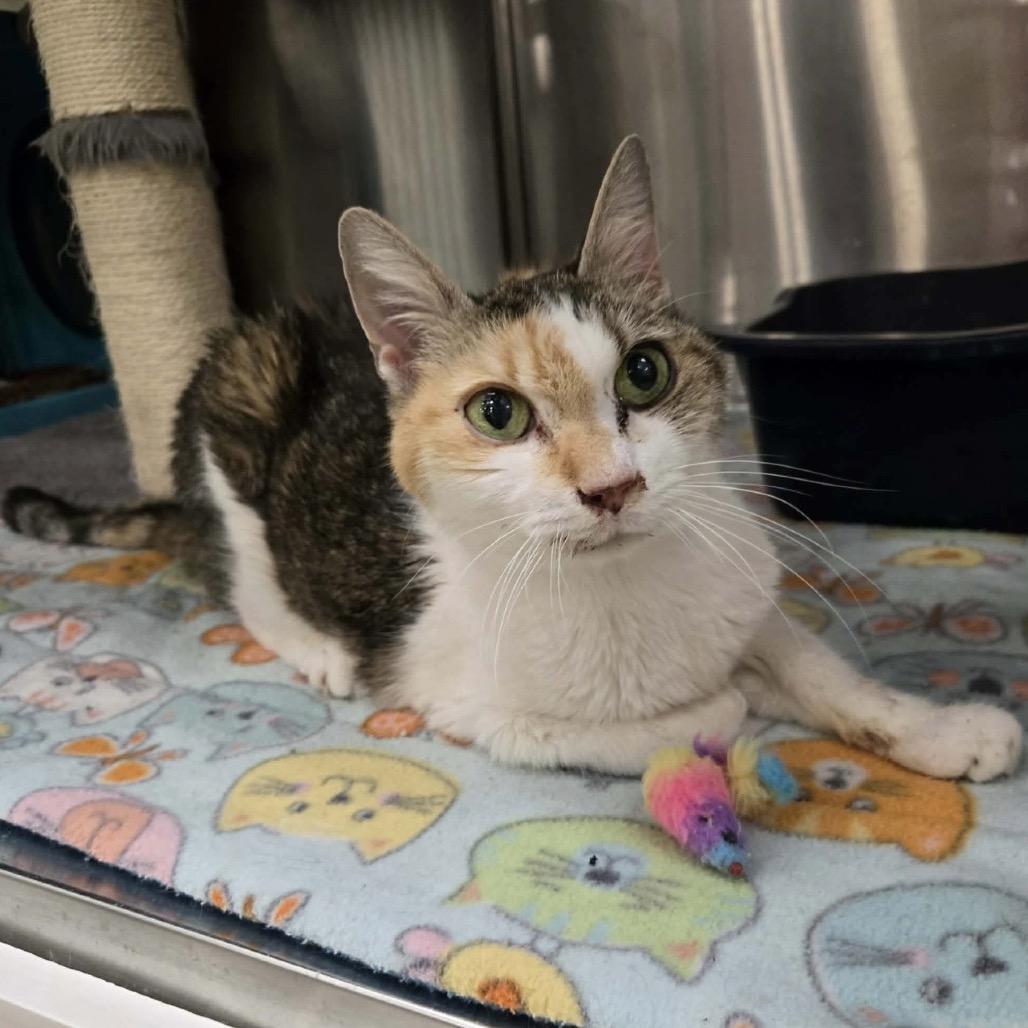 Mayfield, Adoptable, Senior Female Domestic Short Hair.