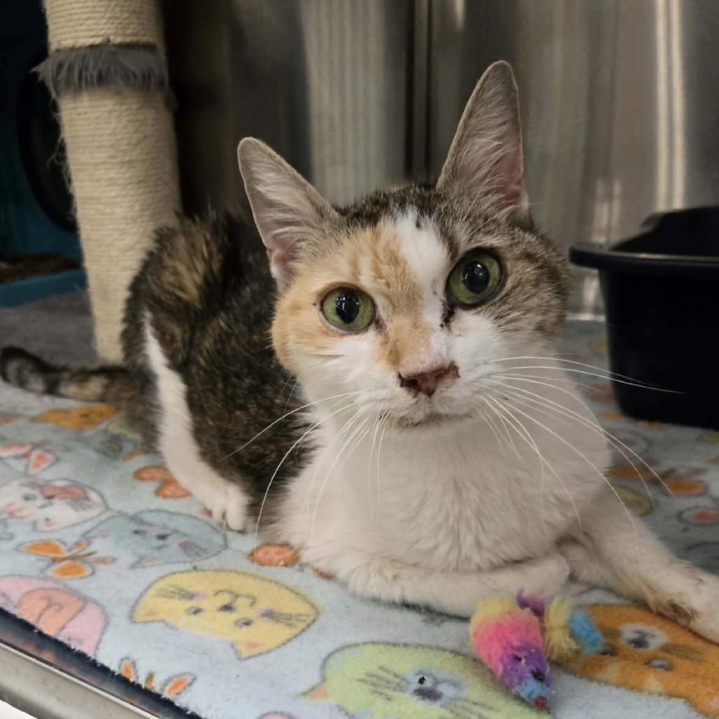 Enlarge Mayfield, a Adoptable Domestic Short Hair in Williston, FL image 2/3