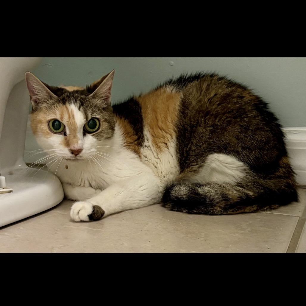 Enlarge Mayfield, a Adoptable Domestic Short Hair in Williston, FL image 3/3