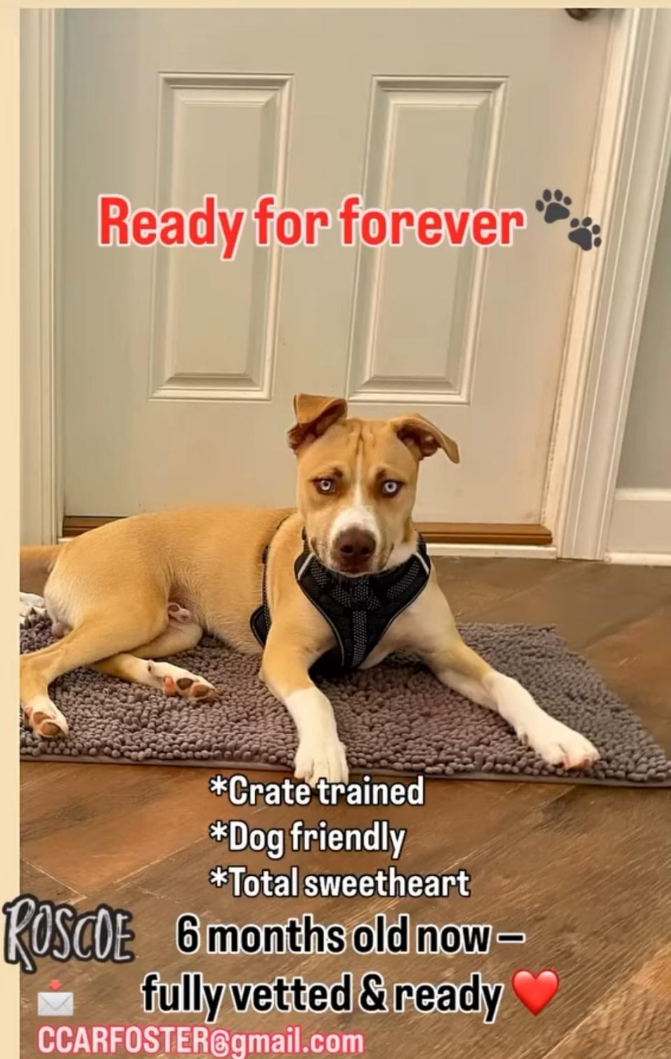 Enlarge Roscoe ( Orlando, Fl), a ADOPTABLE mixed breed in Orlando, FL image 2/5