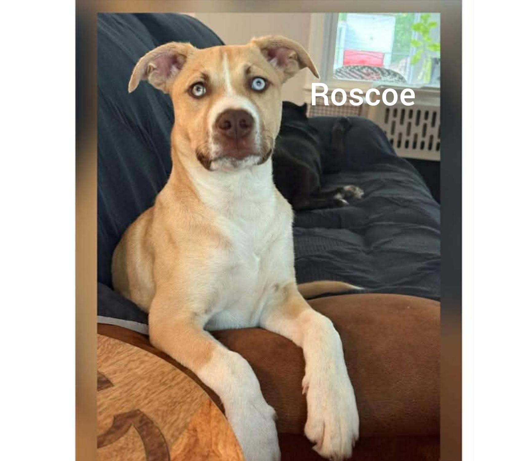 Enlarge Roscoe ( Orlando, Fl), a ADOPTABLE mixed breed in Orlando, FL image 4/5