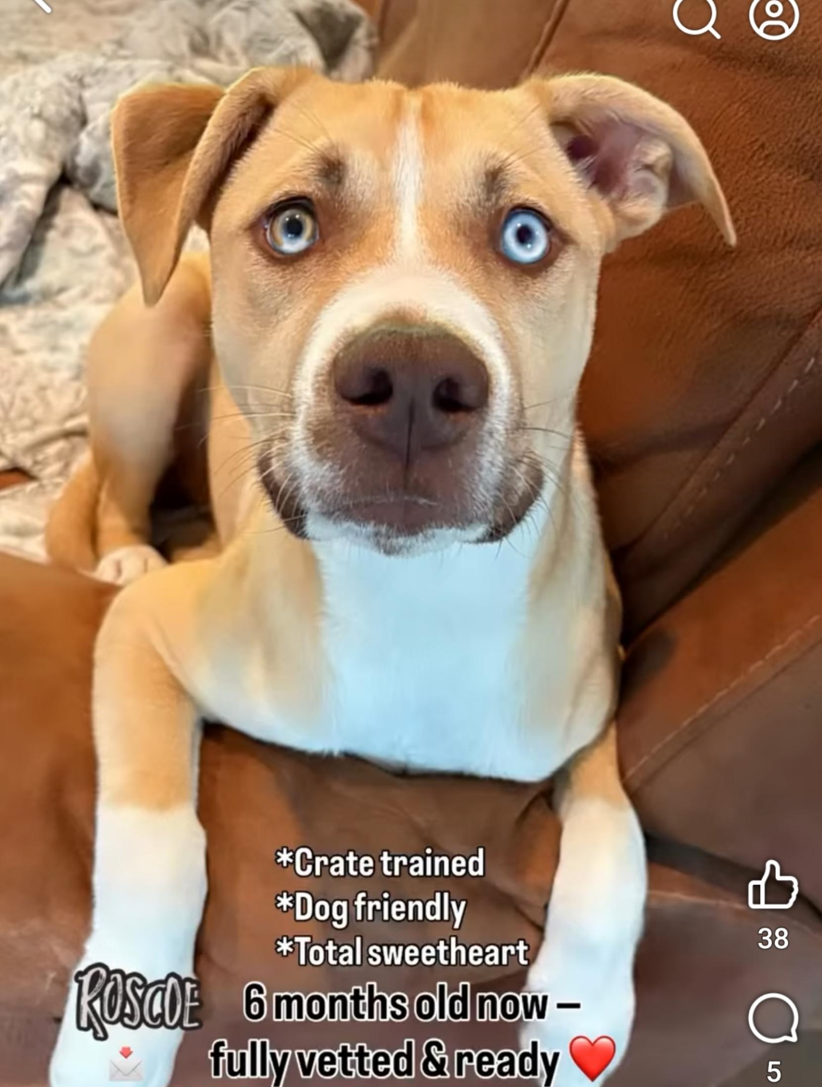 Enlarge Roscoe ( Orlando, Fl), a ADOPTABLE mixed breed in Orlando, FL image 5/5