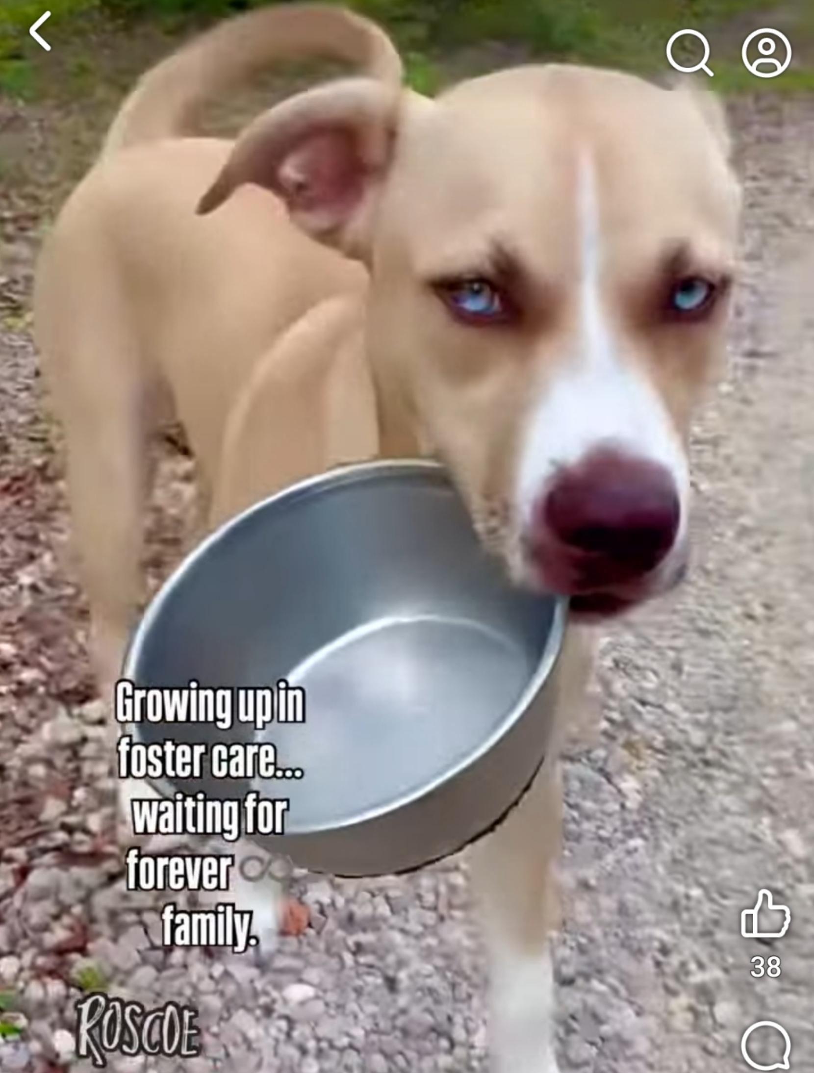 Enlarge Roscoe ( Orlando, Fl), a ADOPTABLE mixed breed in Orlando, FL image 3/5