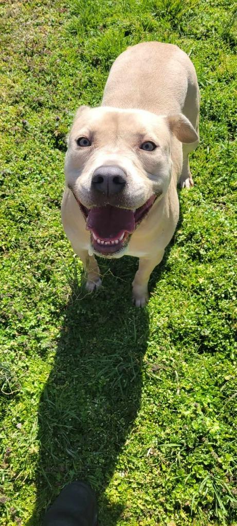 Jewels, a Adoptable Pit Bull Terrier in Shelbyville, TN image 2/4