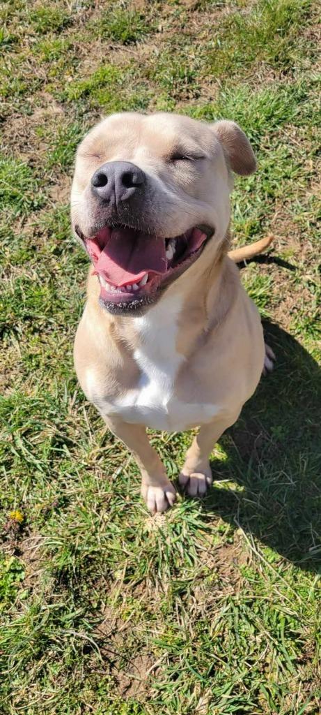 Jewels, a Adoptable Pit Bull Terrier in Shelbyville, TN image 3/4