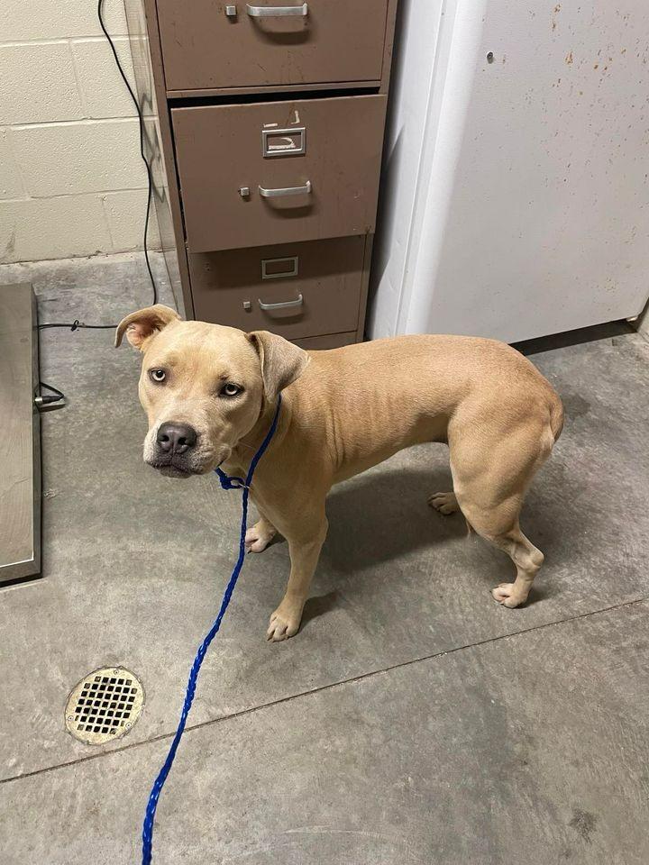 Jewels, a Adoptable Pit Bull Terrier in Shelbyville, TN image 4/4