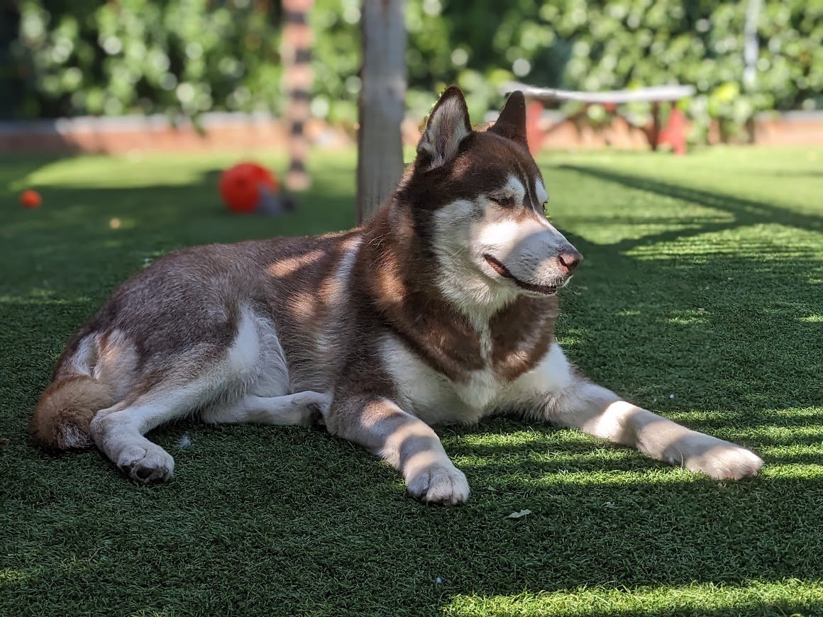 Odin photo 2