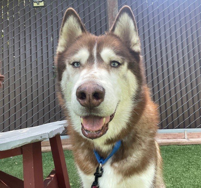 Odin