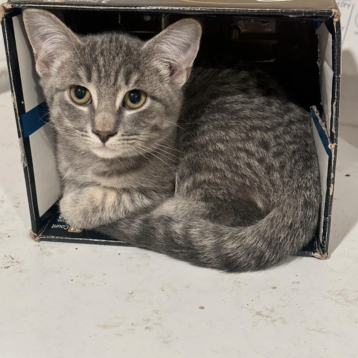 Enlarge 3 amigos, a ADOPTABLE Domestic Short Hair in Crofton, MD image 1/2