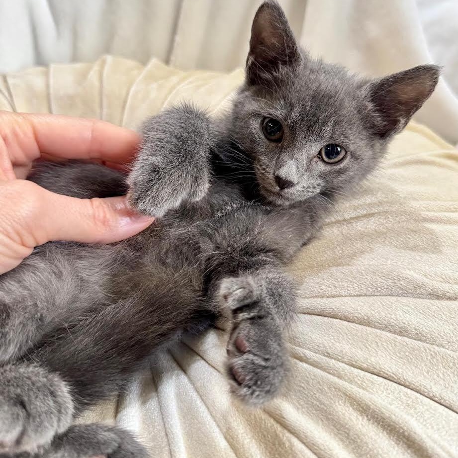 Enlarge Jolene, a Adoptable Russian Blue in Miami, FL image 2/4