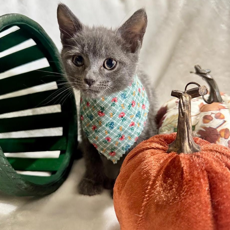 Jolene, Adoptable, Kitten Female Russian Blue.