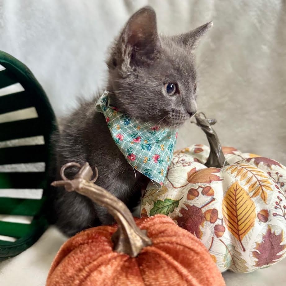 Enlarge Jolene, a Adoptable Russian Blue in Miami, FL image 3/4