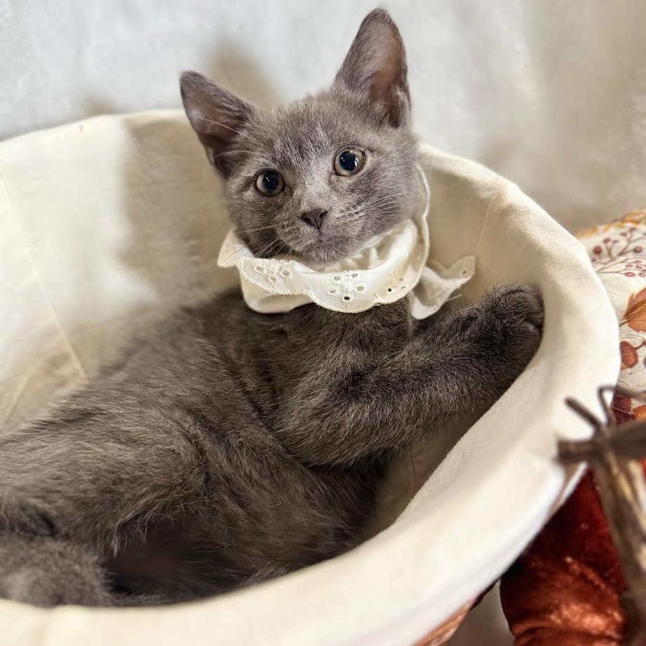 Enlarge Jolene, a Adoptable Russian Blue in Miami, FL image 4/4