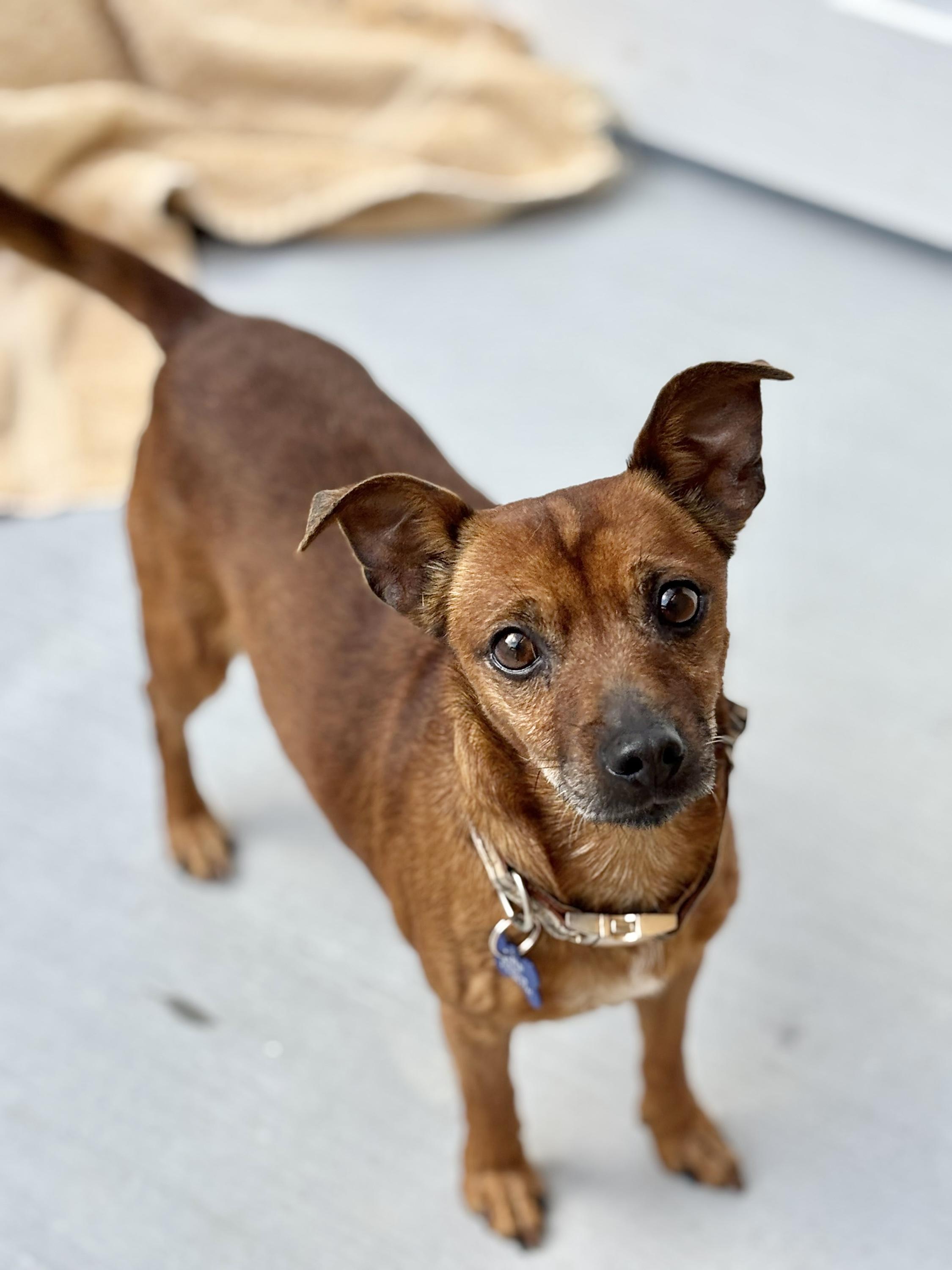 Paco, ADOPTABLE, Adult Male Chihuahua.