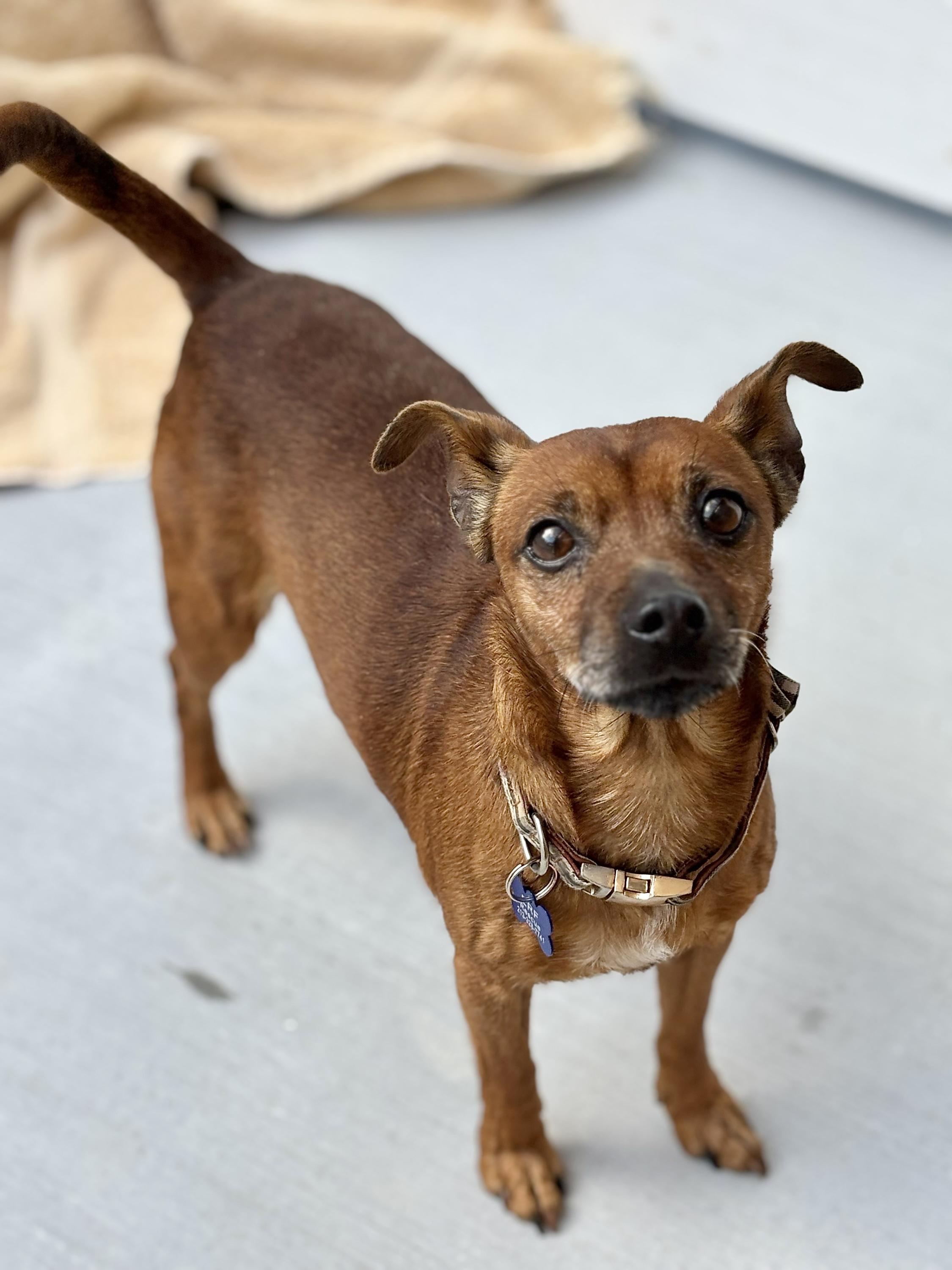 Enlarge Paco, a ADOPTABLE mixed breed in Agoura Hills, CA image 2/4