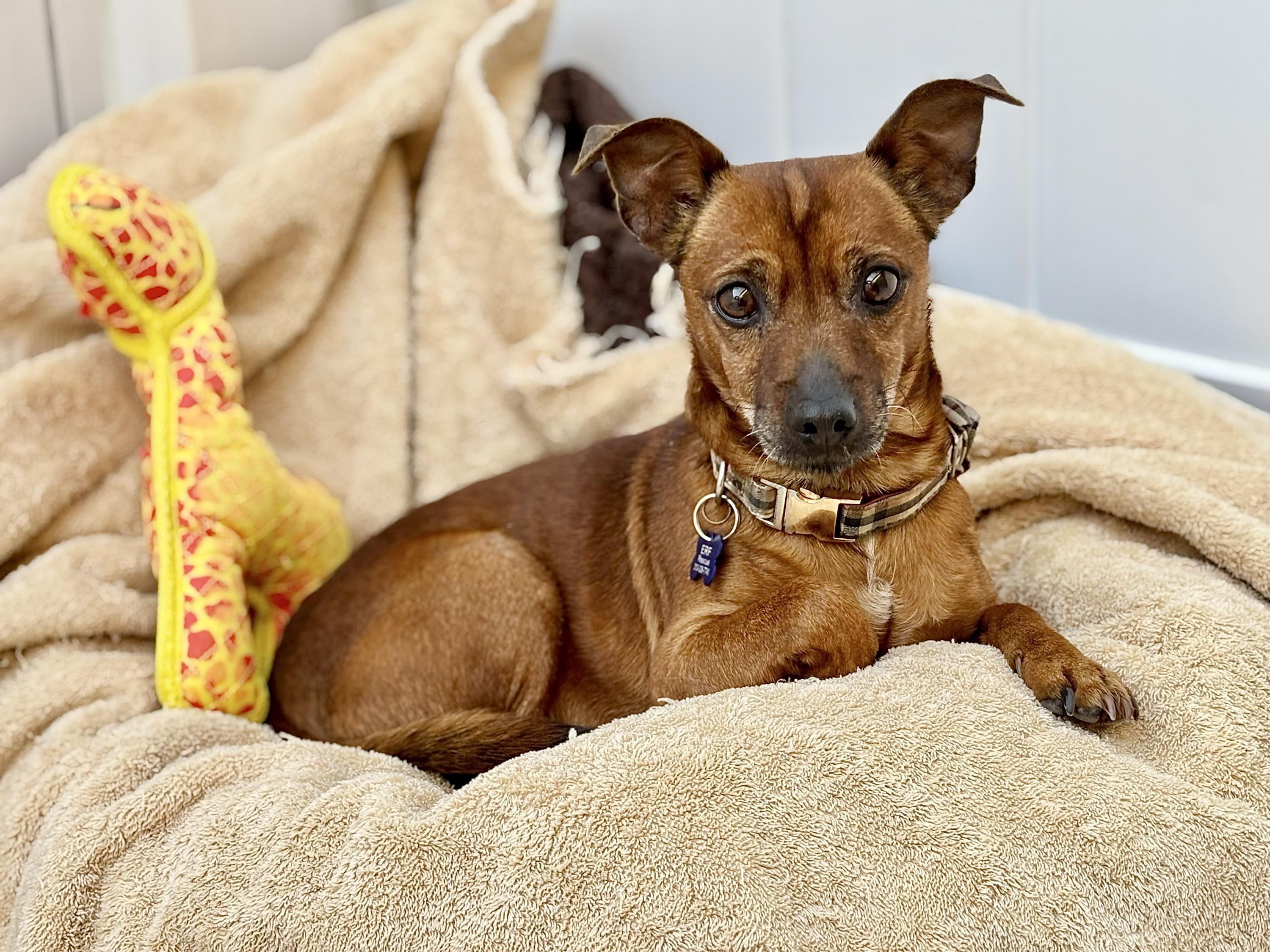 Enlarge Paco, a ADOPTABLE mixed breed in Agoura Hills, CA image 3/4