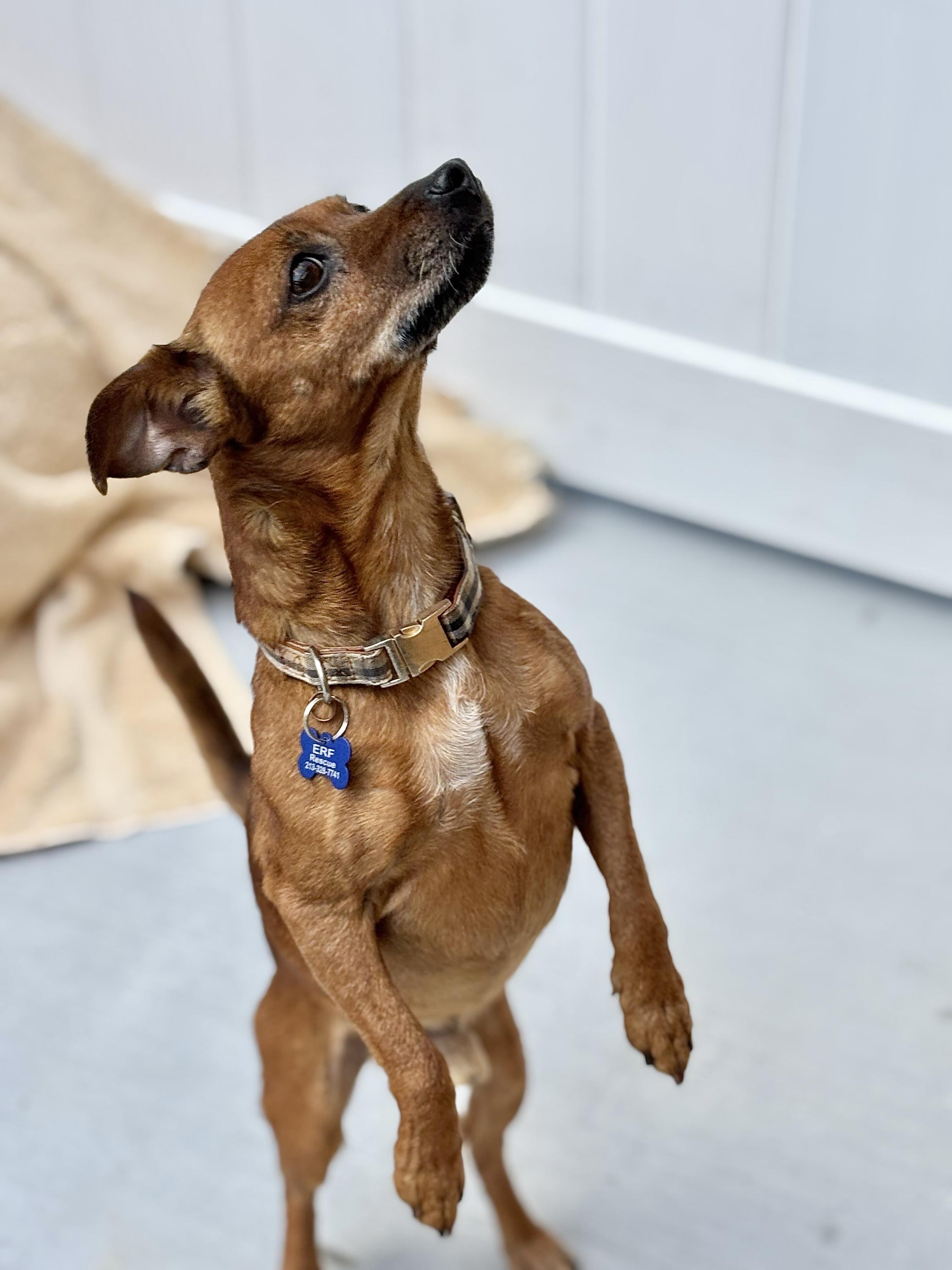 Enlarge Paco, a ADOPTABLE mixed breed in Agoura Hills, CA image 4/4