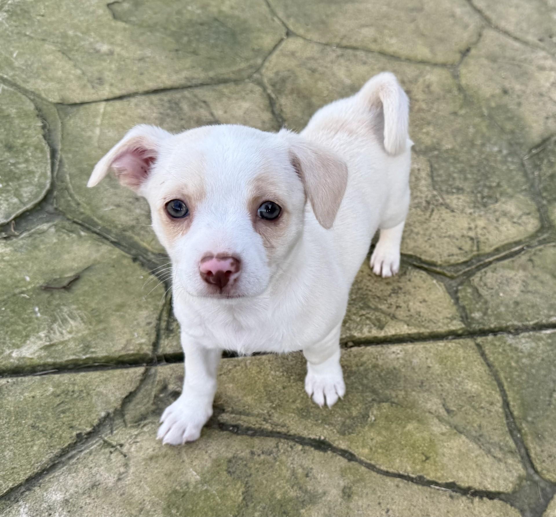 Enlarge Sophie's Sandy, a ADOPTABLE mixed breed in Los Alamitos, CA image 2/6