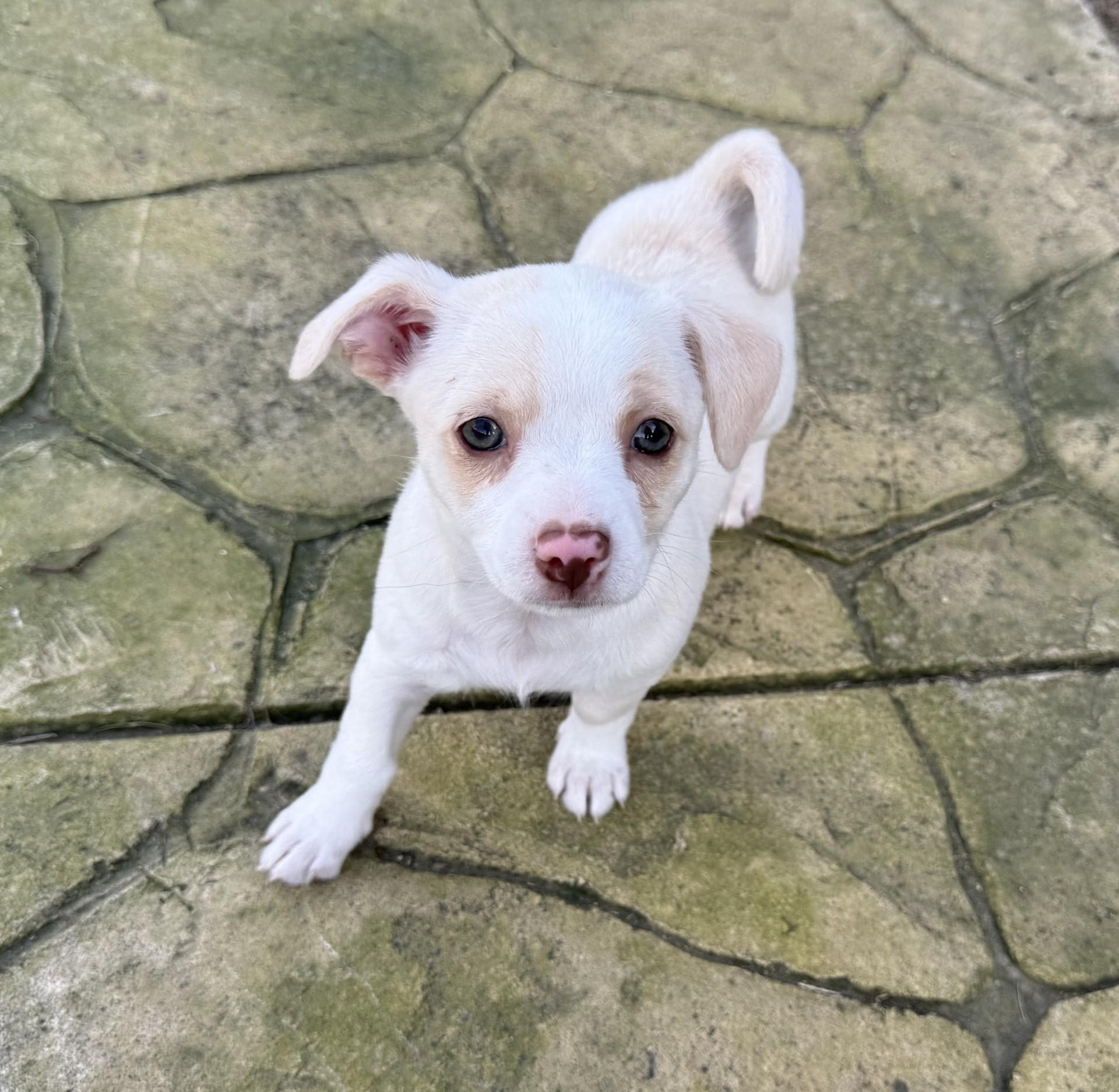 Enlarge Sophie's Sandy, a ADOPTABLE mixed breed in Los Alamitos, CA image 4/6