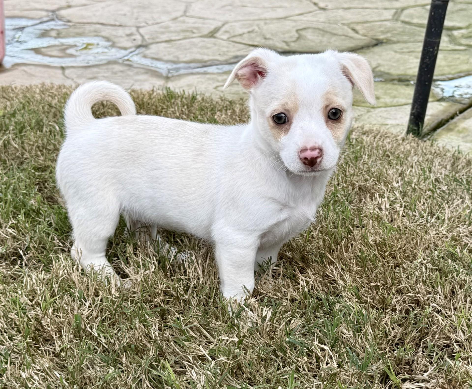 Enlarge Sophie's Sandy, a ADOPTABLE mixed breed in Los Alamitos, CA image 5/6