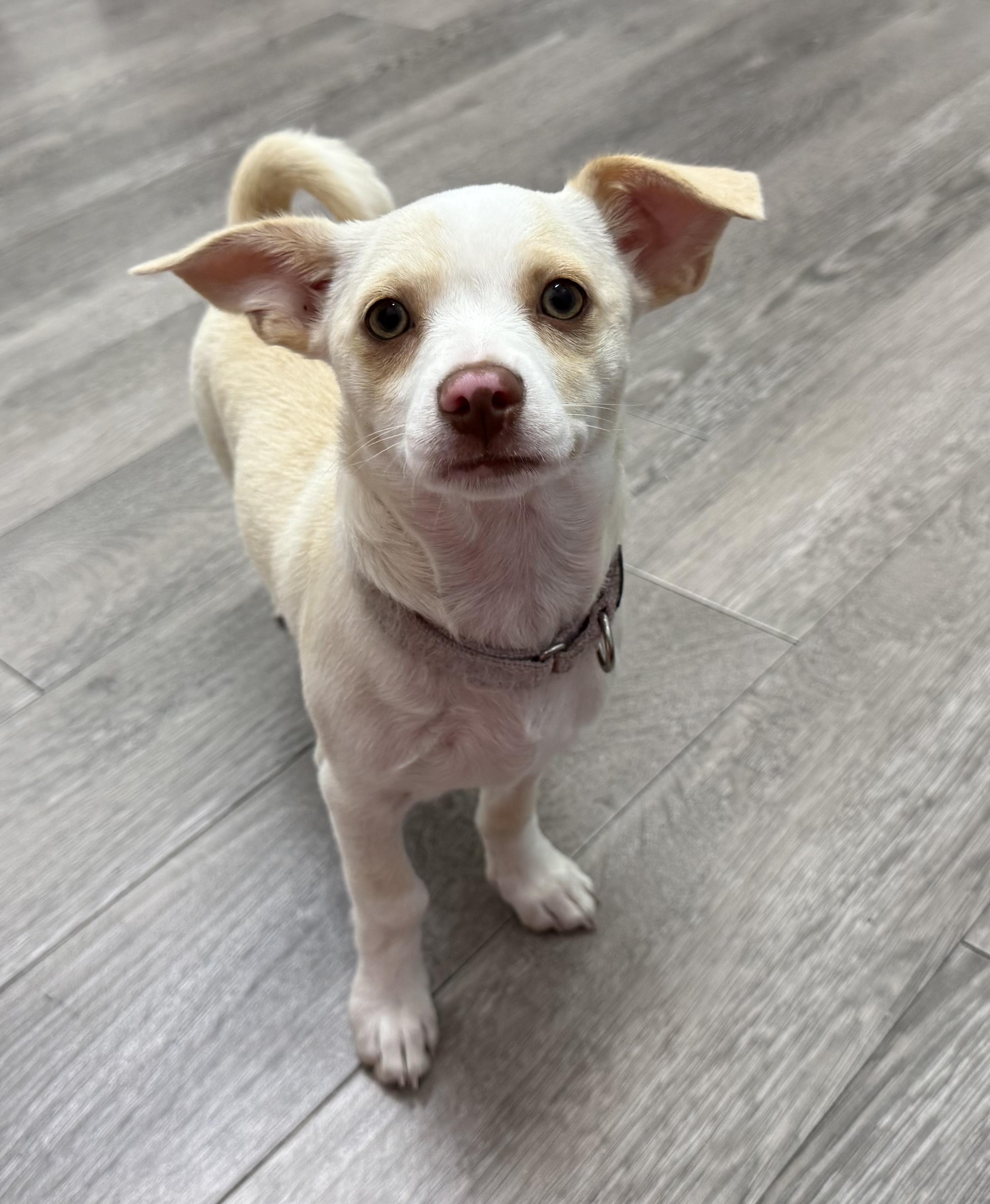 Sophie's Sandy, ADOPTABLE, Puppy Female Chihuahua & Miniature Poodle.