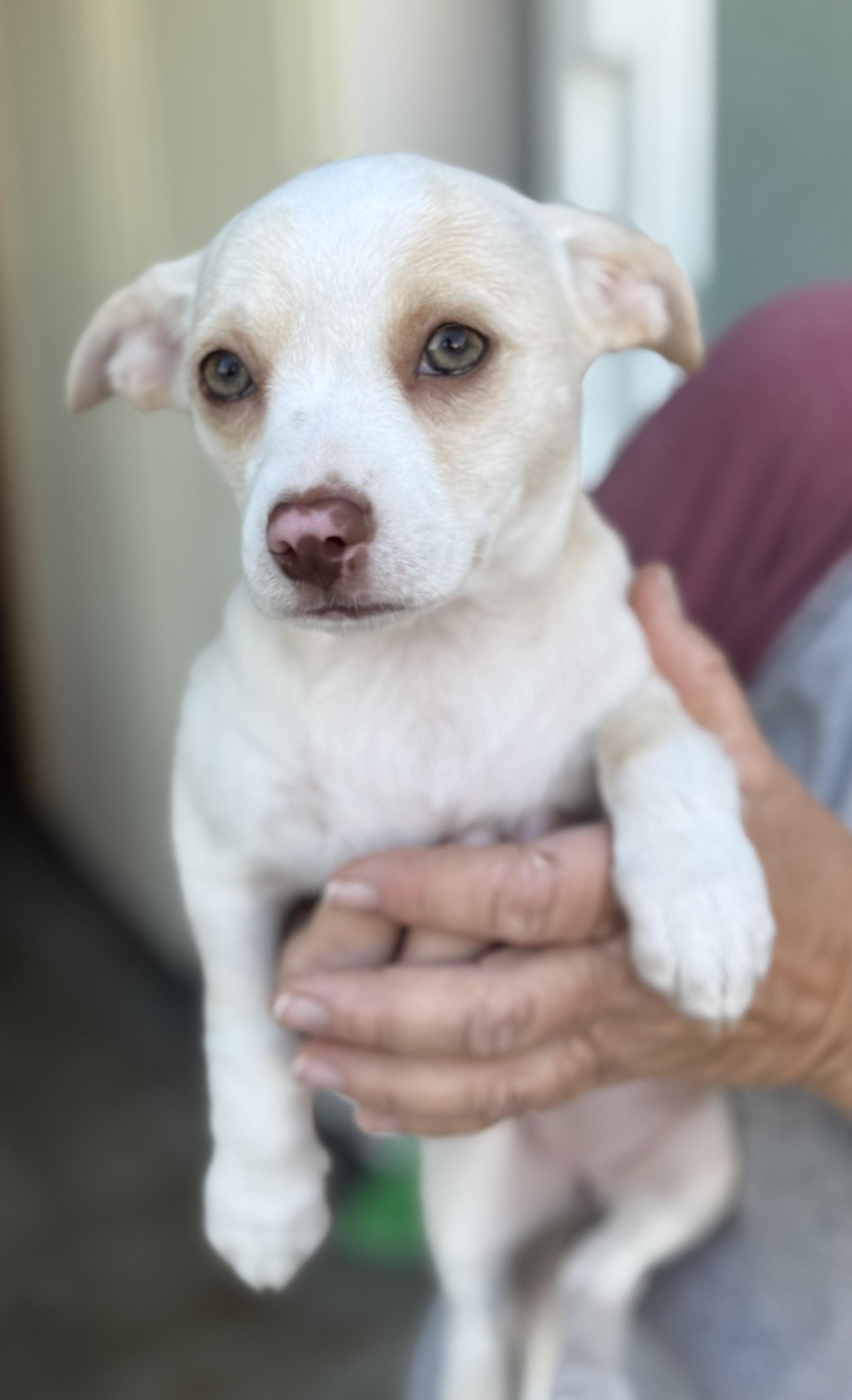 Enlarge Sophie's Sandy, a ADOPTABLE mixed breed in Los Alamitos, CA image 6/6