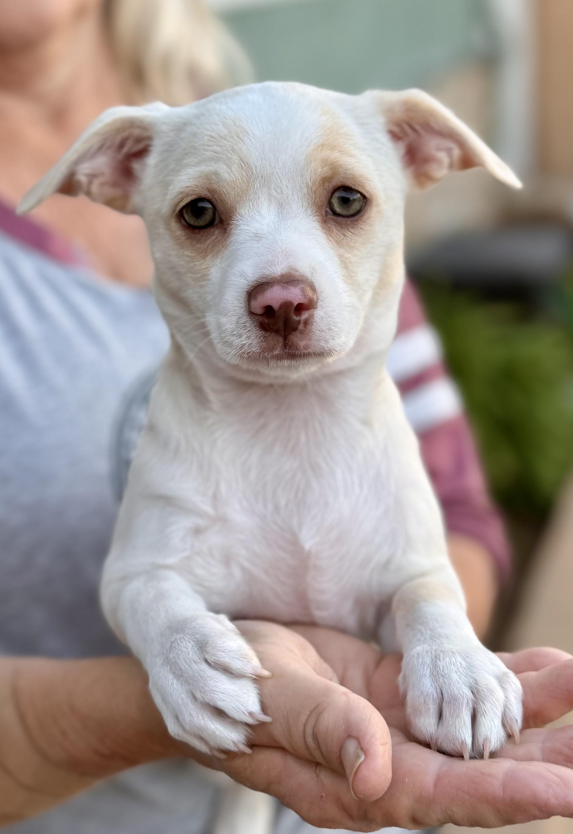 Sophie's Sandy, ADOPTABLE, Puppy Female Chihuahua & Miniature Poodle.