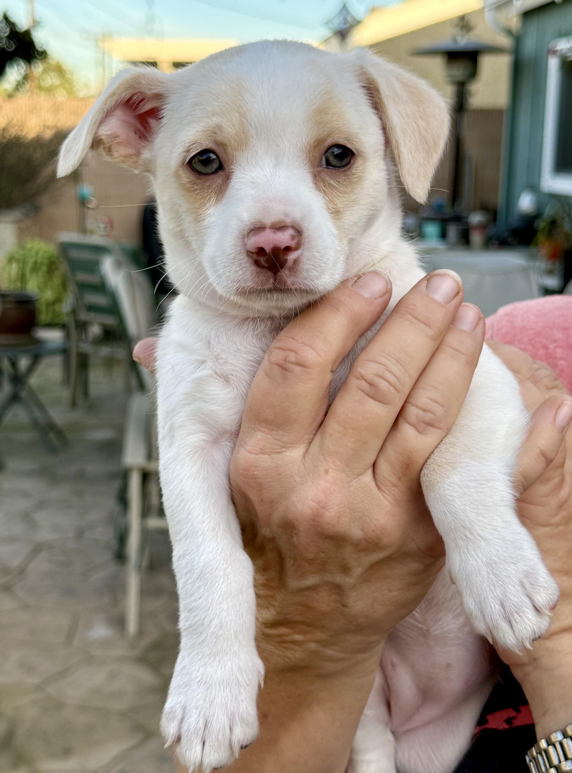 Enlarge Sophie's Sandy, a ADOPTABLE mixed breed in Los Alamitos, CA image 3/6