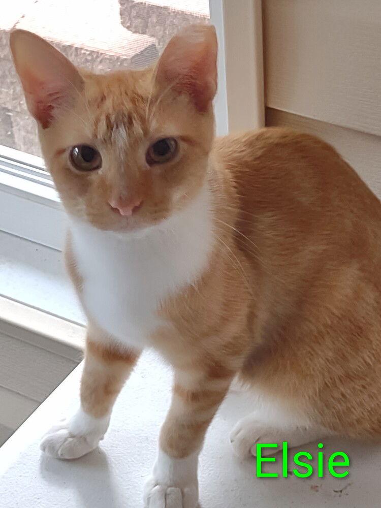 Elsie, Adoptable, Kitten Female Domestic Short Hair.
