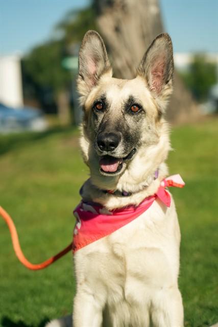 Enlarge CHULA - ON A SLEEPOVER, a Adoptable German Shepherd Dog in Ontario, CA image 1/1