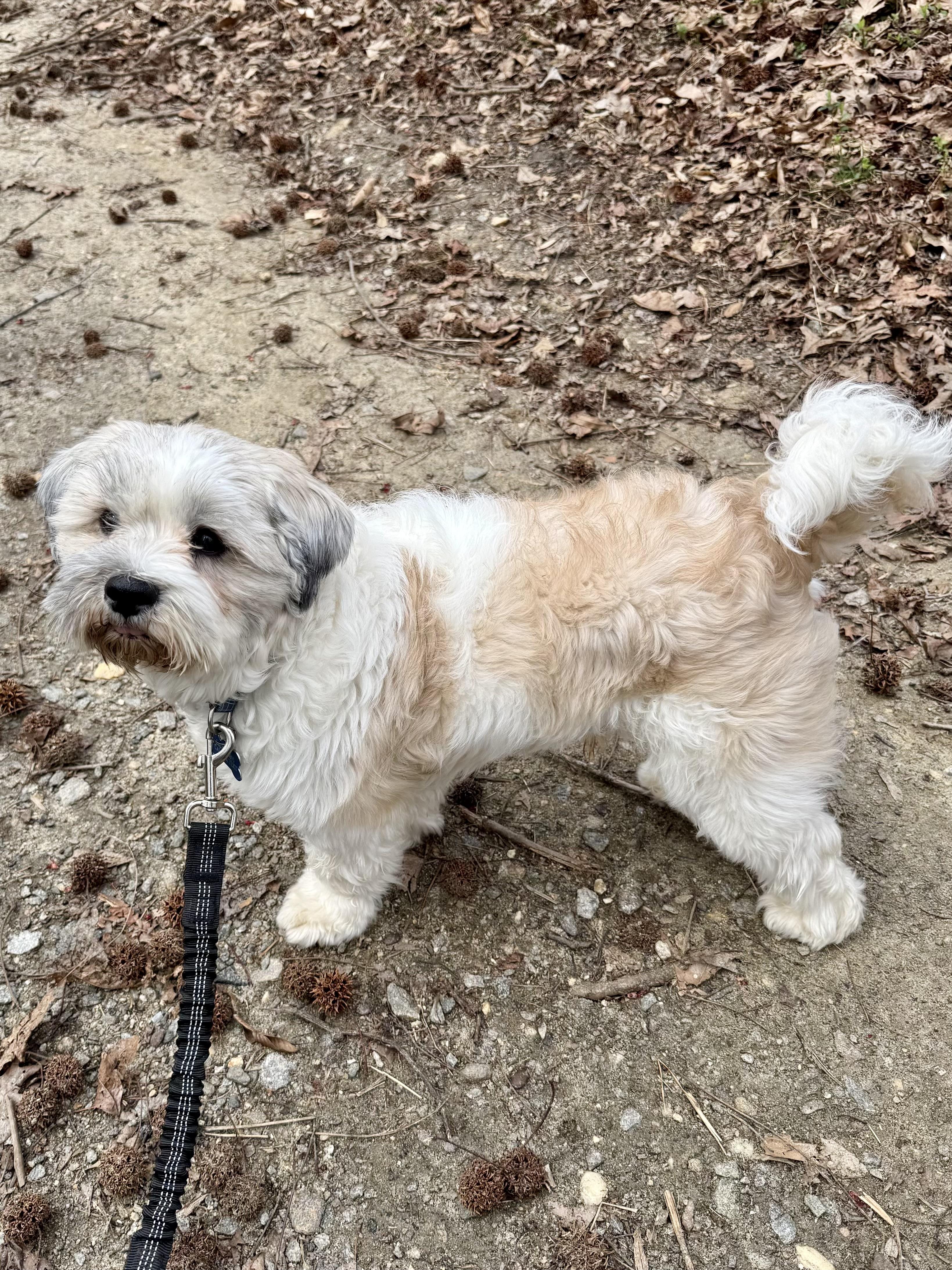Enlarge Charlie G., a ADOPTABLE Havanese in POTOMAC, MD image 5/6