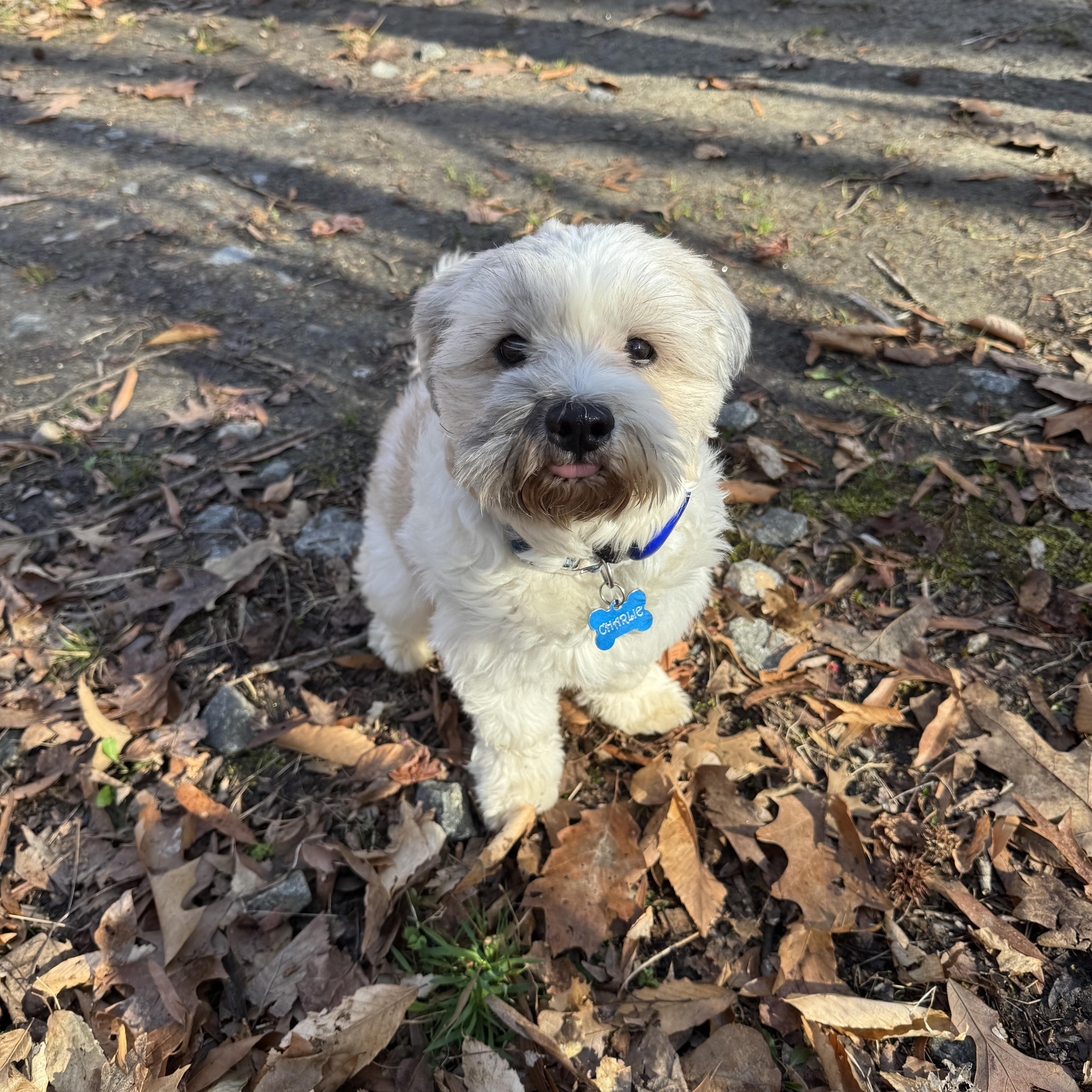 Enlarge Charlie G., a ADOPTABLE Havanese in POTOMAC, MD image 3/6