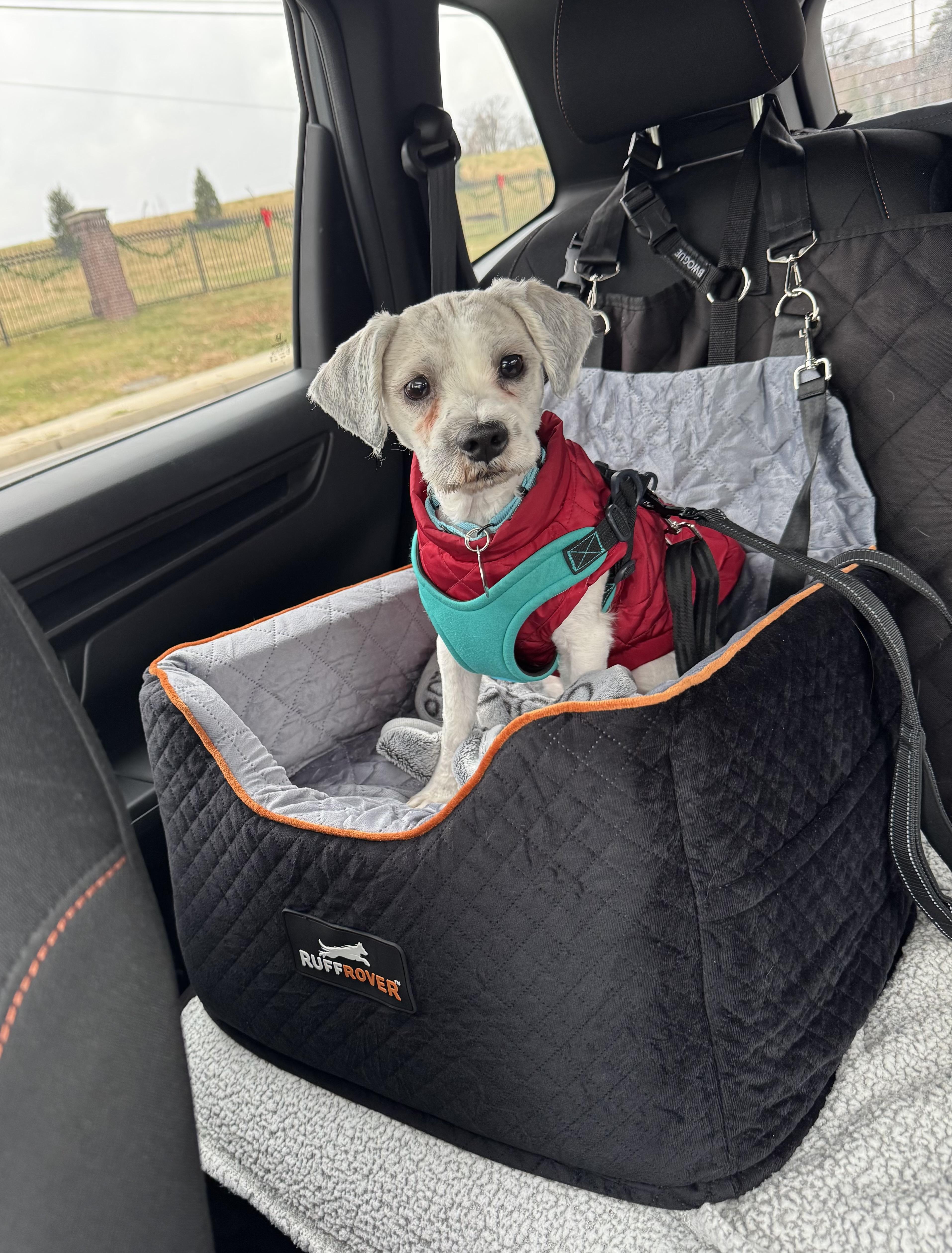 Enlarge Charlie G., a ADOPTABLE Havanese in POTOMAC, MD image 2/6
