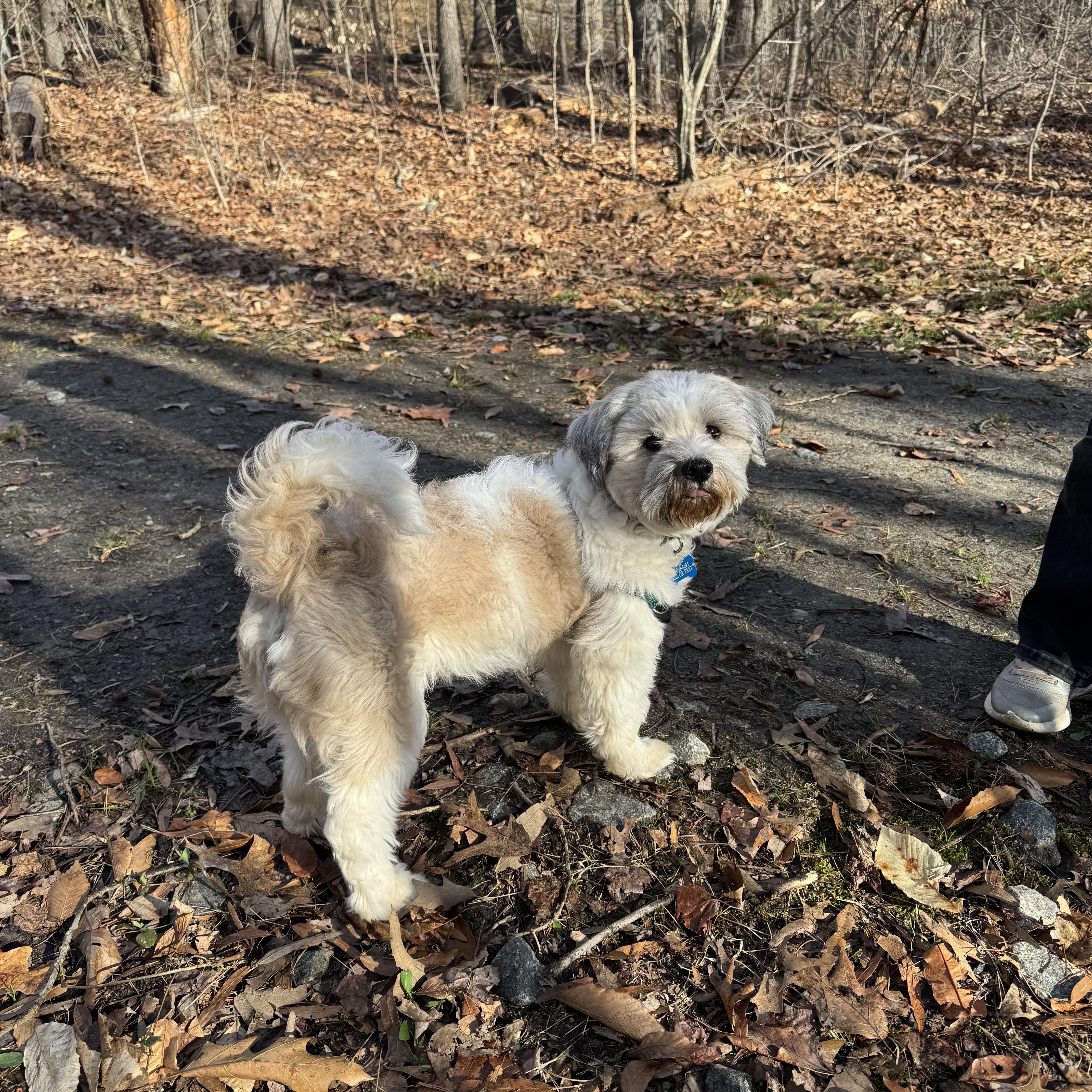 Enlarge Charlie G., a ADOPTABLE Havanese in POTOMAC, MD image 6/6