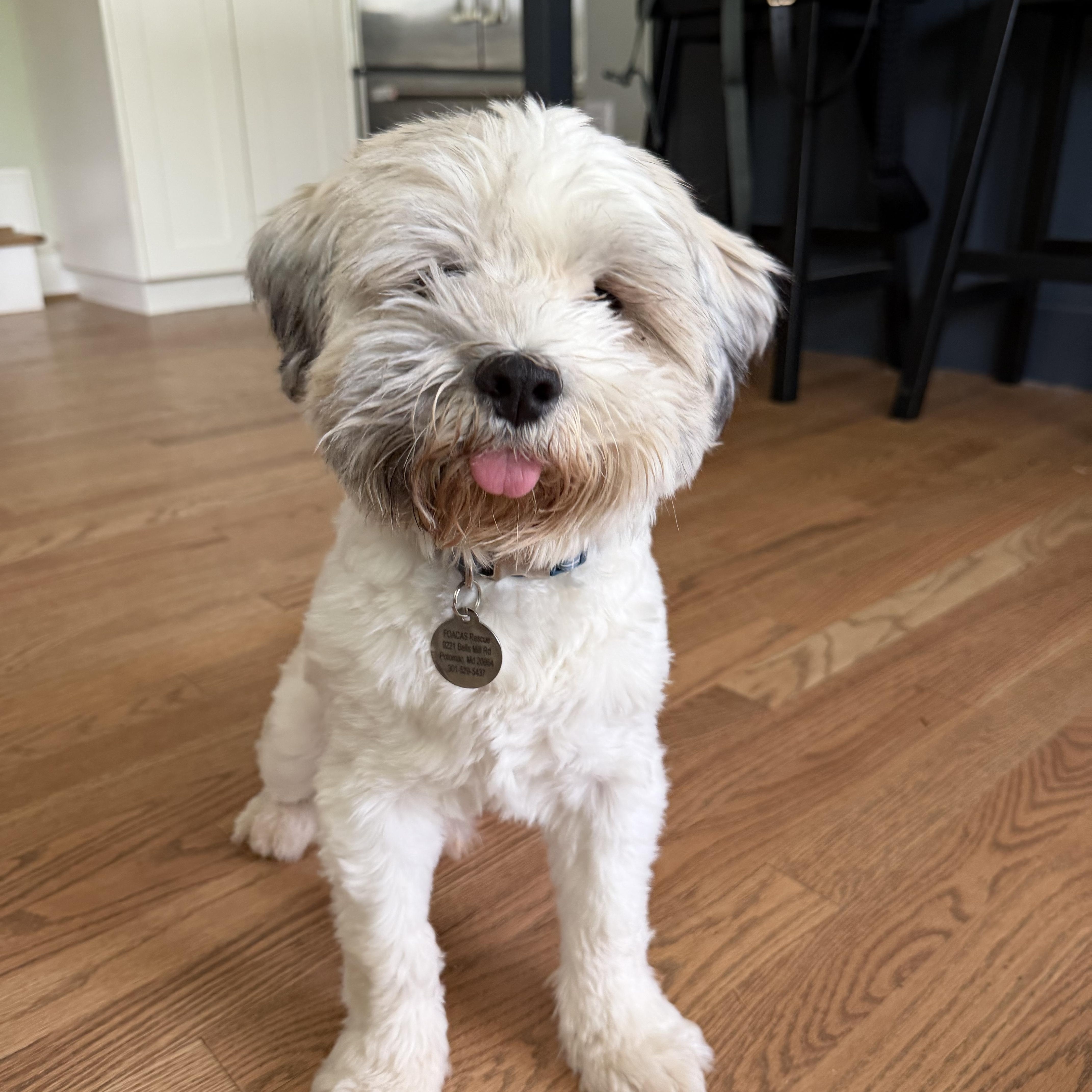 Charlie G., ADOPTABLE, Young Male Havanese.