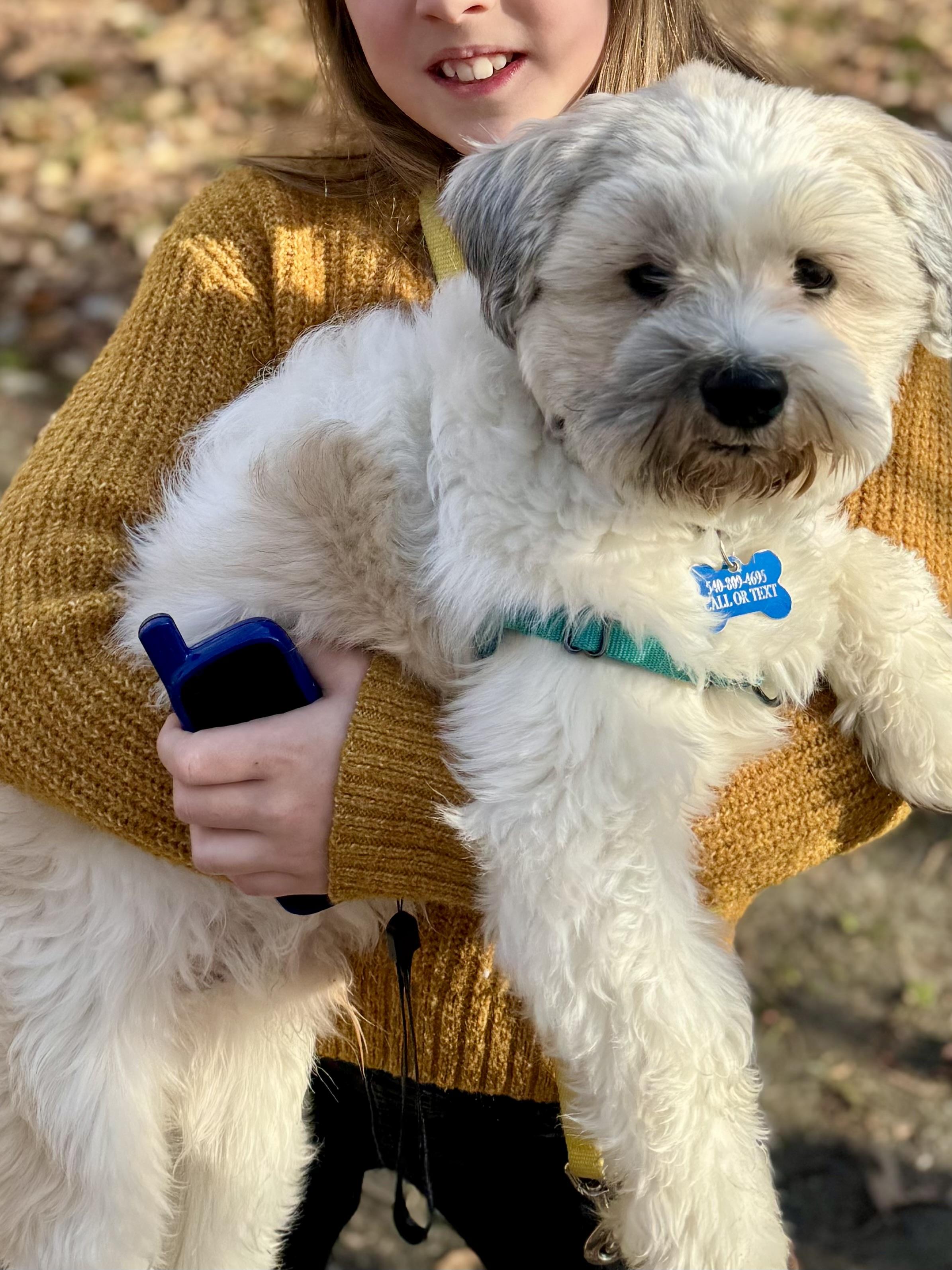 Enlarge Charlie G., a ADOPTABLE Havanese in POTOMAC, MD image 4/6