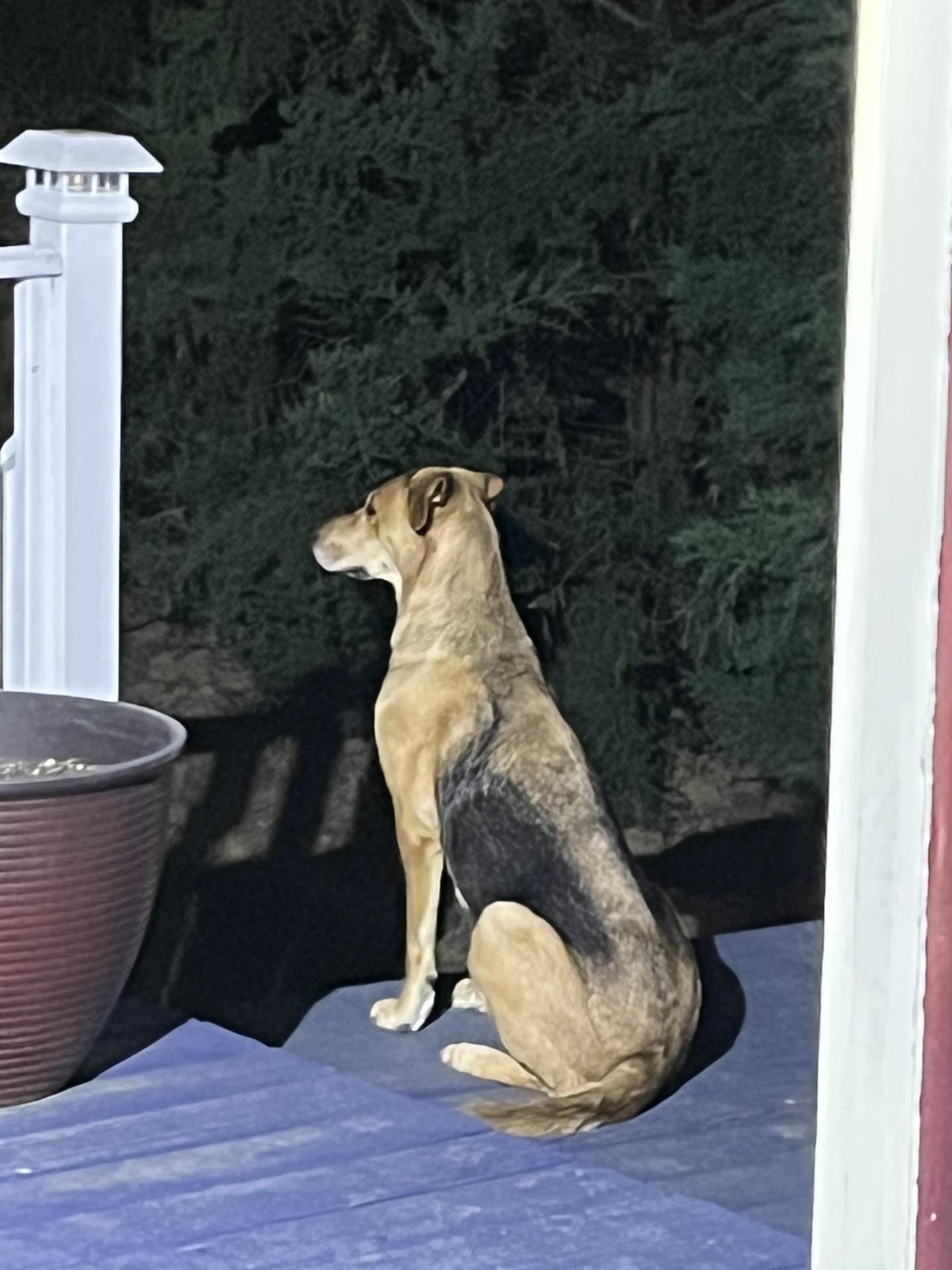 Roo photo 4