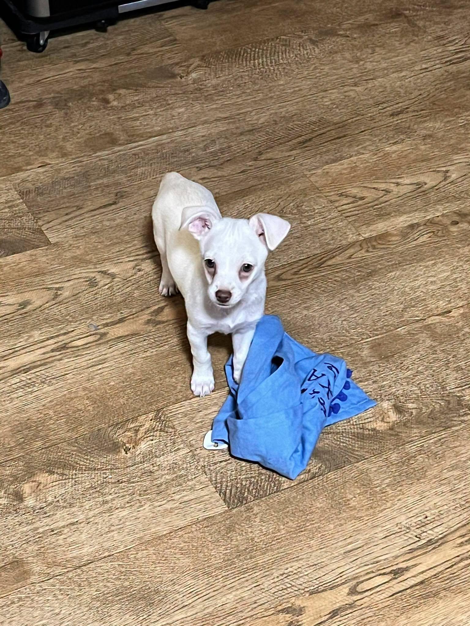 Wyatt, an adopted Chihuahua in Winsted, CT image 4/5