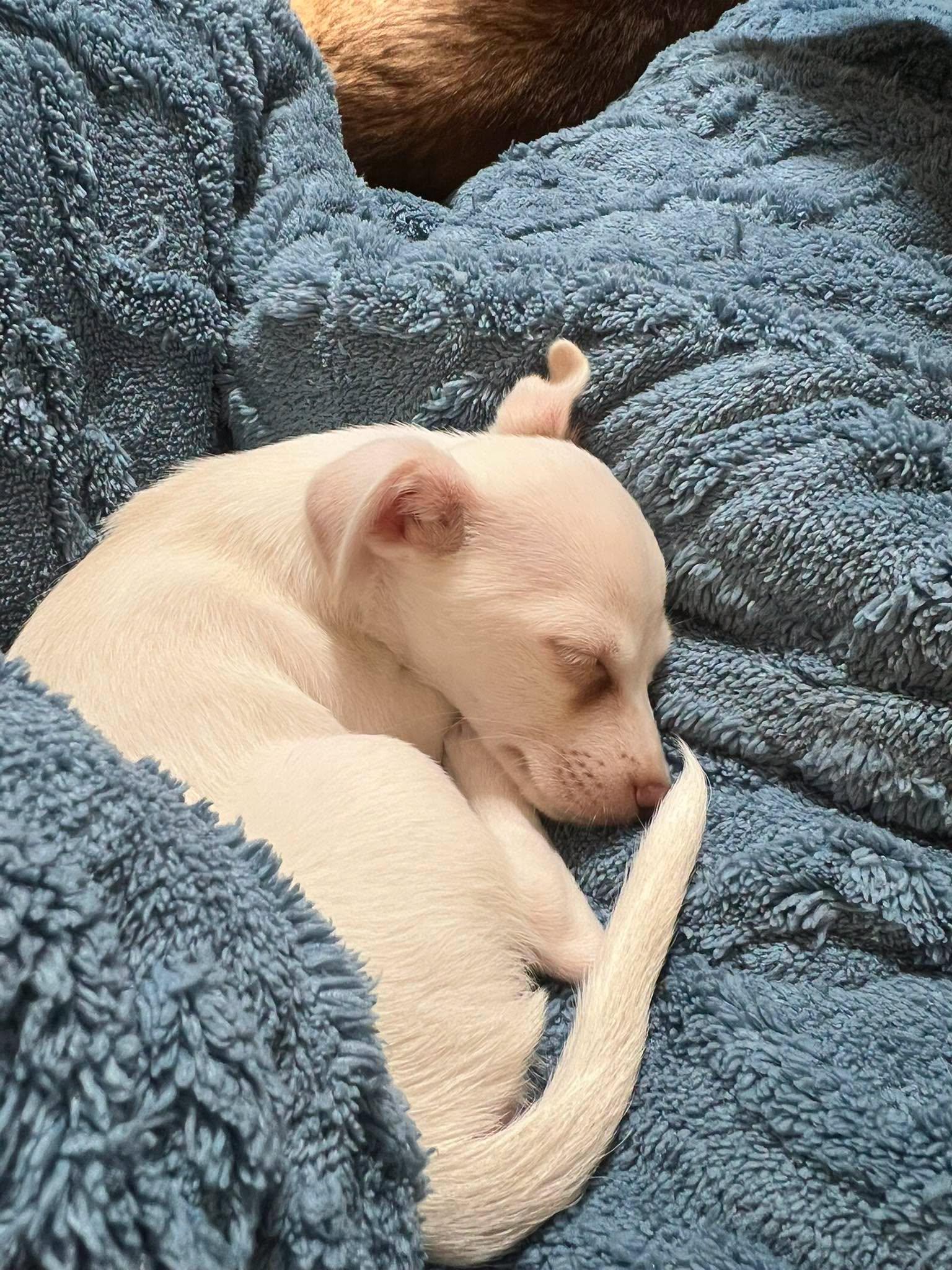 Wyatt, an adopted Chihuahua in Winsted, CT image 5/5