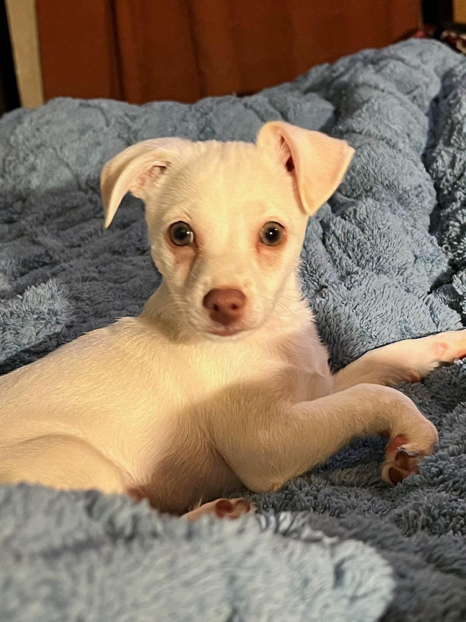 Wyatt, adopted, Puppy Male Chihuahua.
