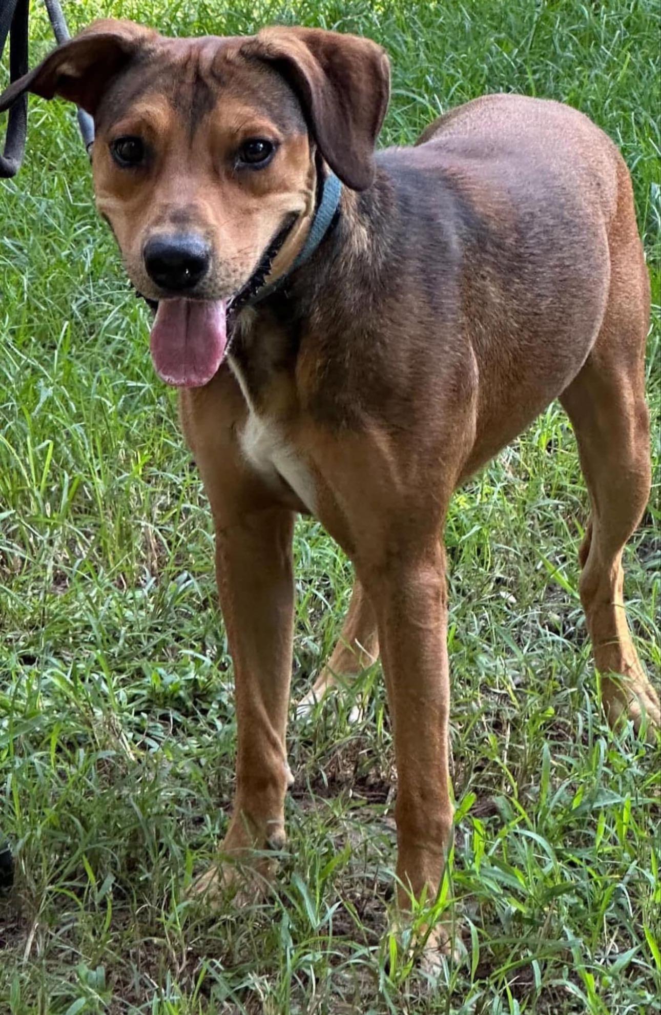 Enlarge Barry Manilow, a Adoptable mixed breed in Hagerstown, MD image 3/3