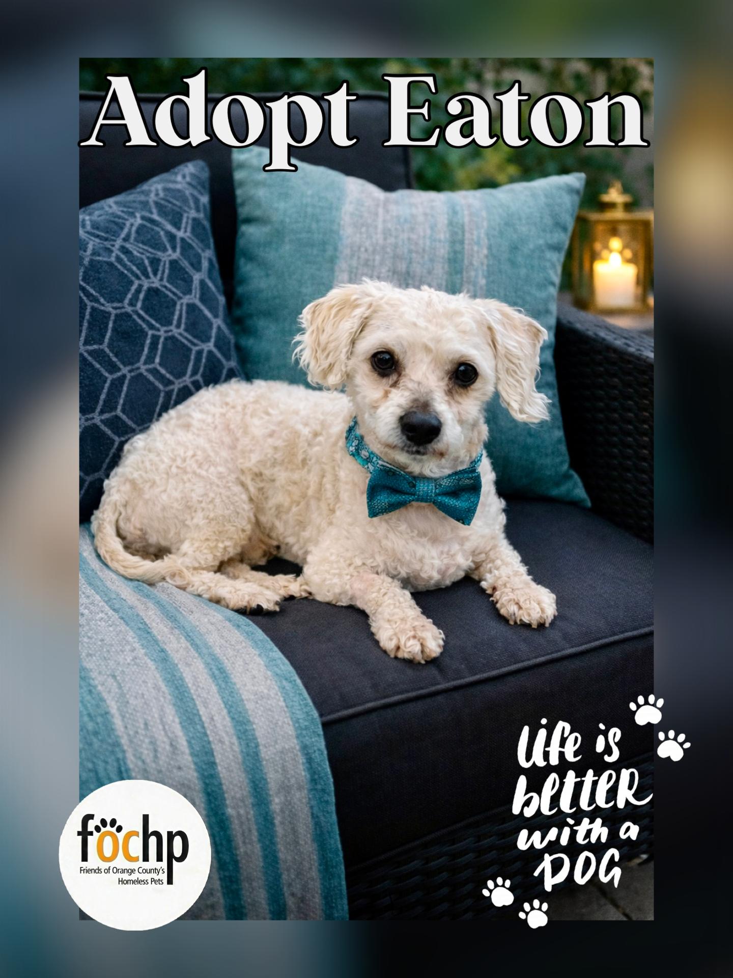 Eaton, Adoptable, Adult Male Poodle.