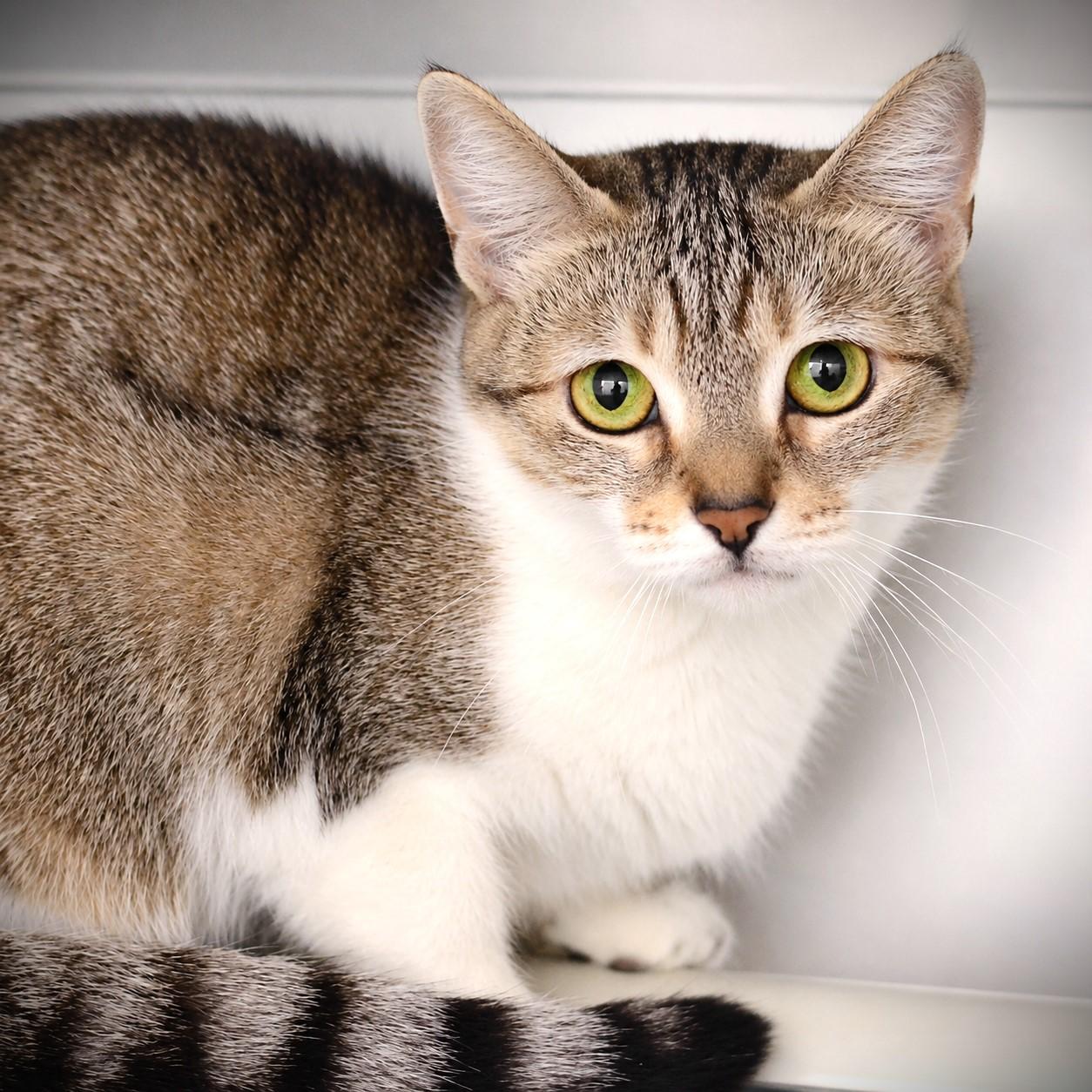 May, adoptable, Adult Female Domestic Short Hair.